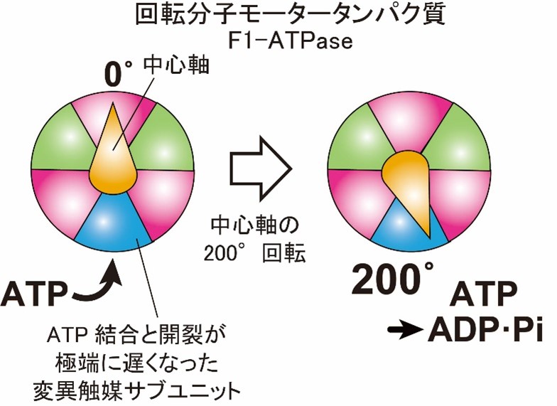 Direct identification of the rotary angle of ATP cleavage in F1-ATPase from Bacillus PS3 画像
