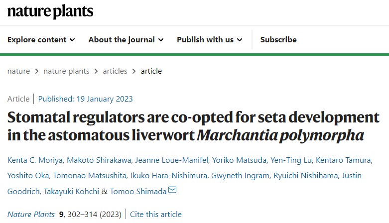 “Stomatal regulators are co-opted for seta development in the astomatous liverwort Marchantia polymorpha 画像